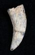 Inch Leidyosuchus Crocodile Tooth - Montana #1681-1